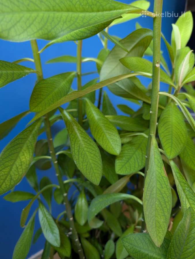 Sukulentas, kaip medis – Euphorbia grantii - nuotraukos Nr. 7