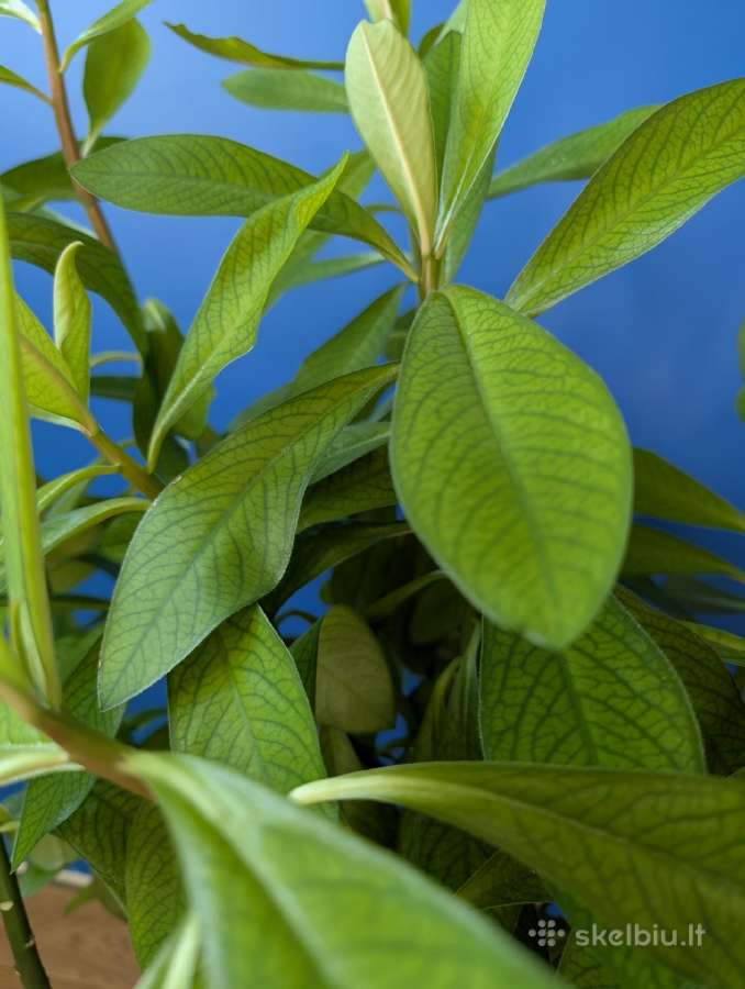 Sukulentas, kaip medis – Euphorbia grantii - nuotraukos Nr. 8