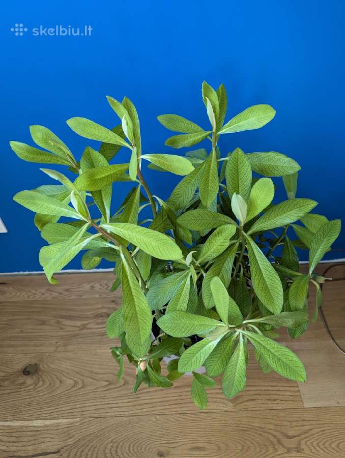 Sukulentas, kaip medis – Euphorbia grantii - nuotraukos Nr. 9