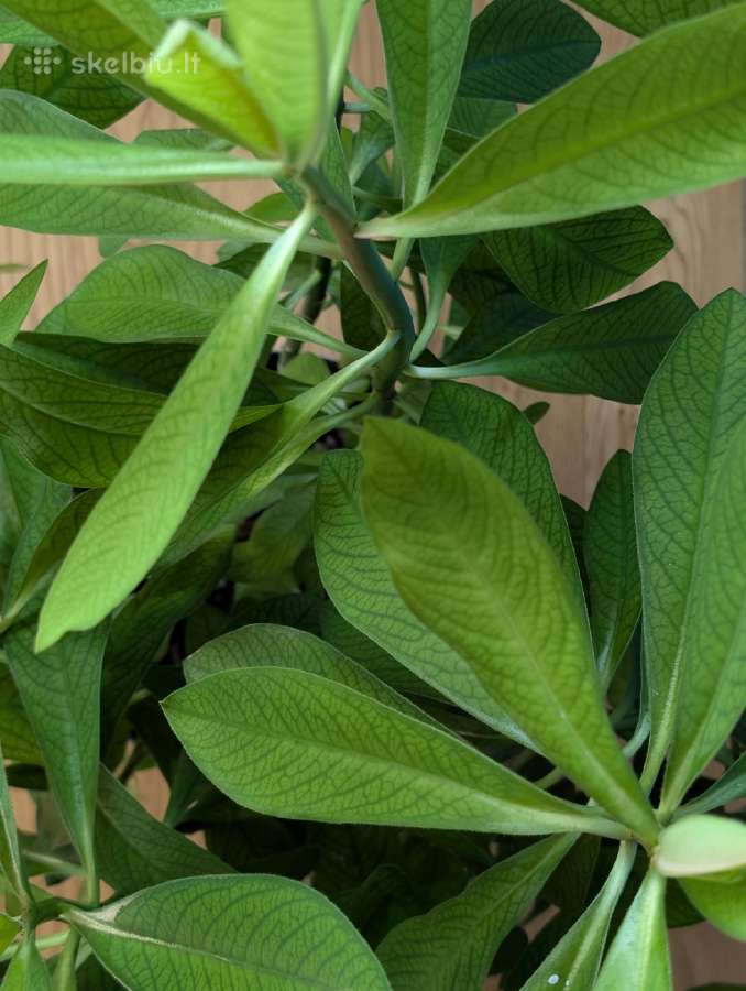 Sukulentas, kaip medis – Euphorbia grantii - nuotraukos Nr. 10