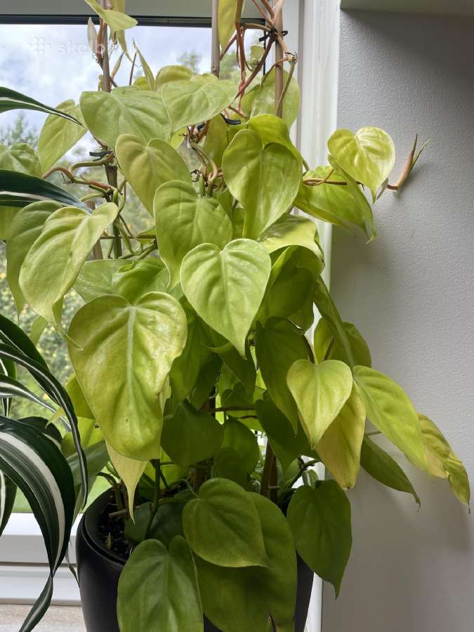 Philodendron Scandens 'Lemon Lime' - nuotraukos Nr. 3