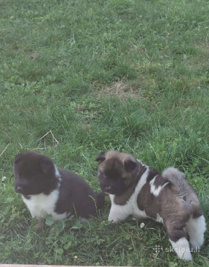 Amerikiečiu Akita šuniukai - nuotraukos Nr. 7