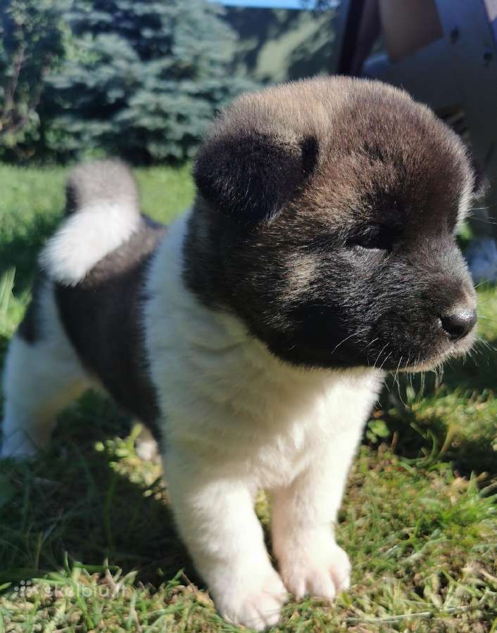 Amerikiečiu Akita šuniukai - nuotraukos Nr. 2