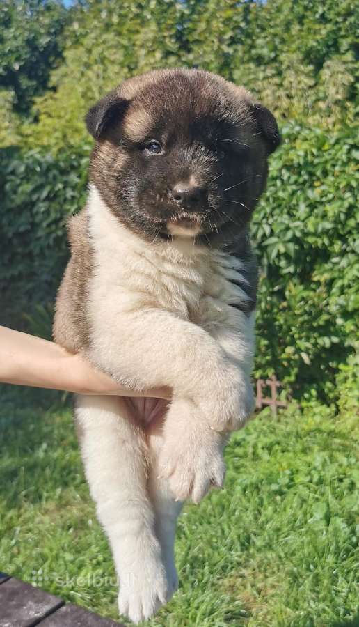 Amerikiečiu Akita šuniukai - nuotraukos Nr. 3