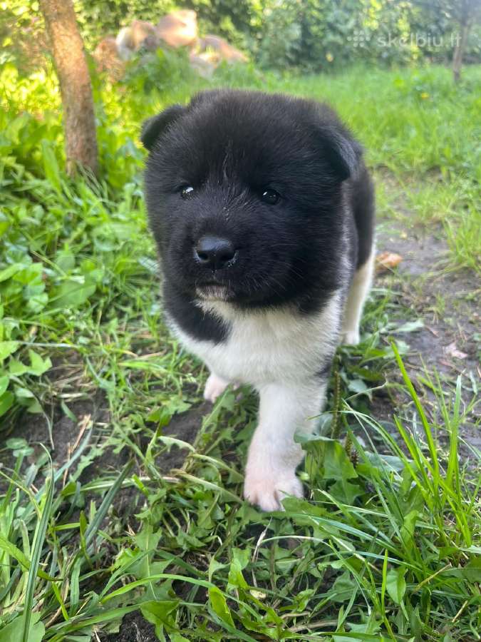 Amerikiečiu Akita šuniukai - nuotraukos Nr. 4
