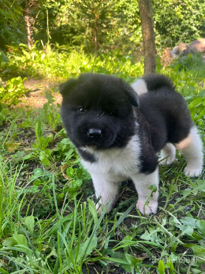 Amerikiečiu Akita šuniukai - nuotraukos Nr. 5