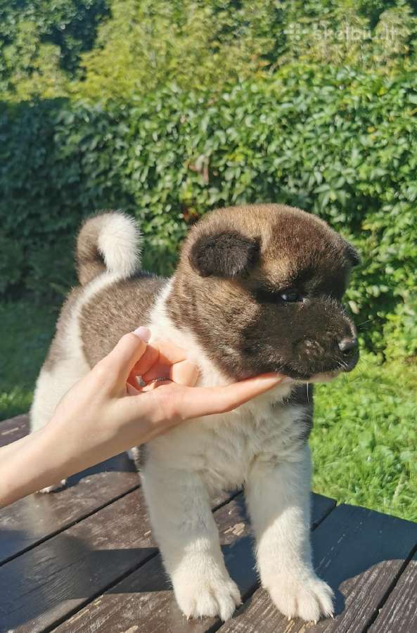 Amerikiečiu Akita šuniukai - nuotraukos Nr. 6