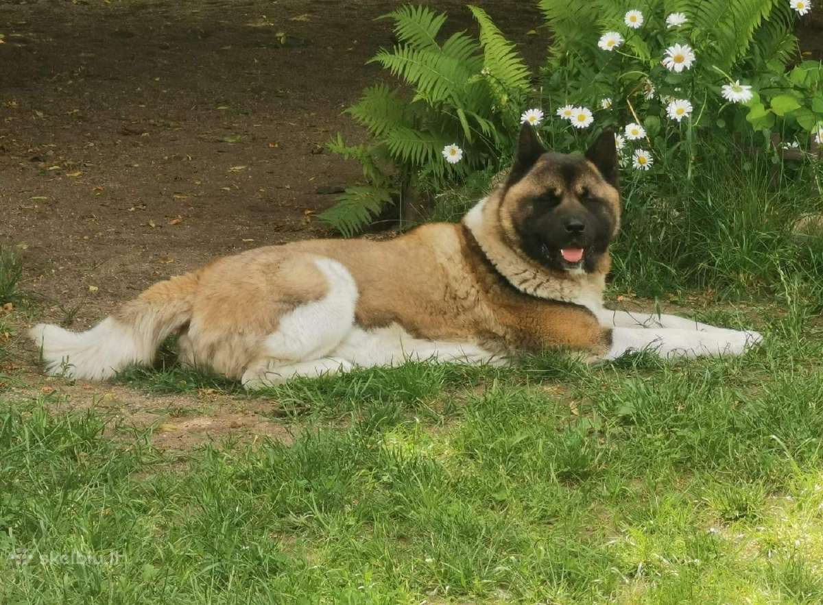 Amerikiečiu Akita šuniukai - nuotraukos Nr. 12