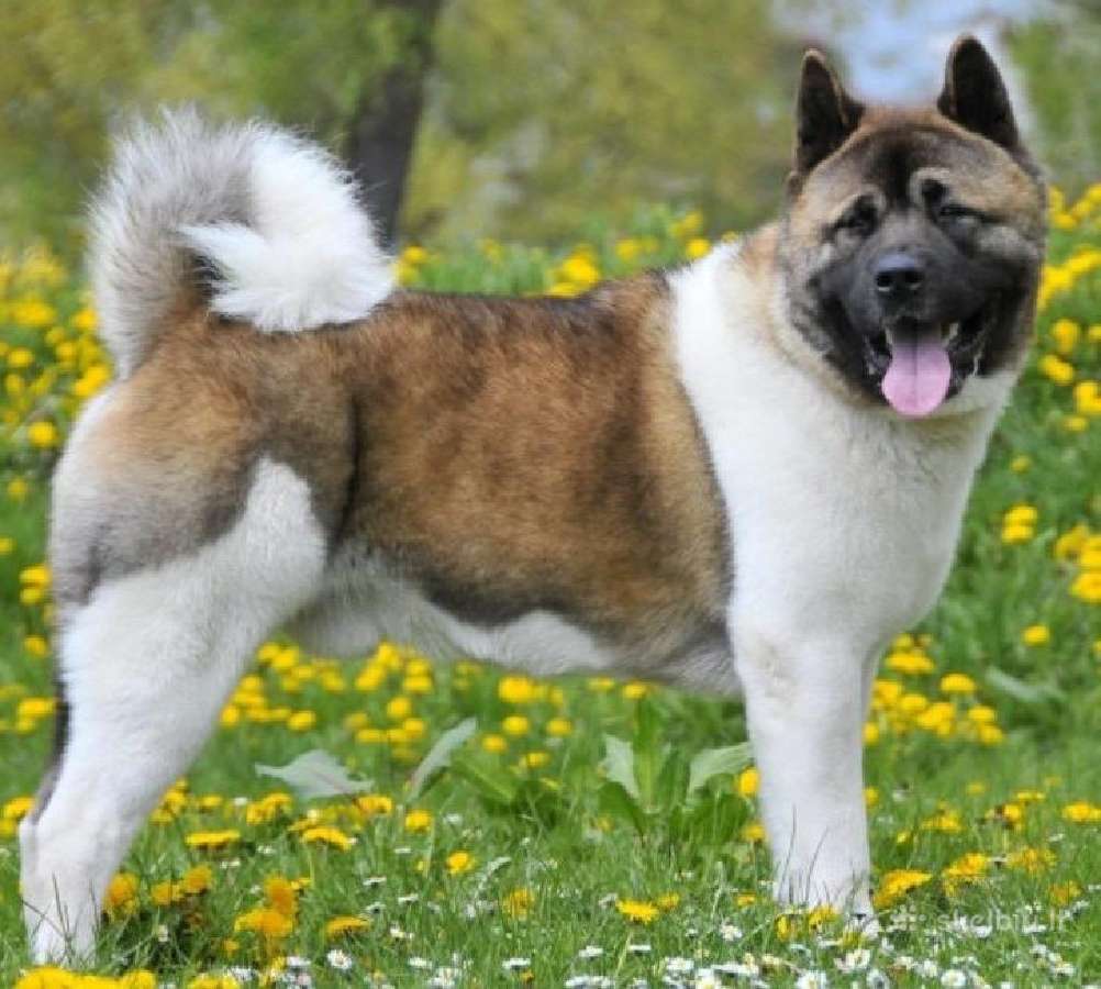 Amerikiečiu Akita šuniukai - nuotraukos Nr. 11