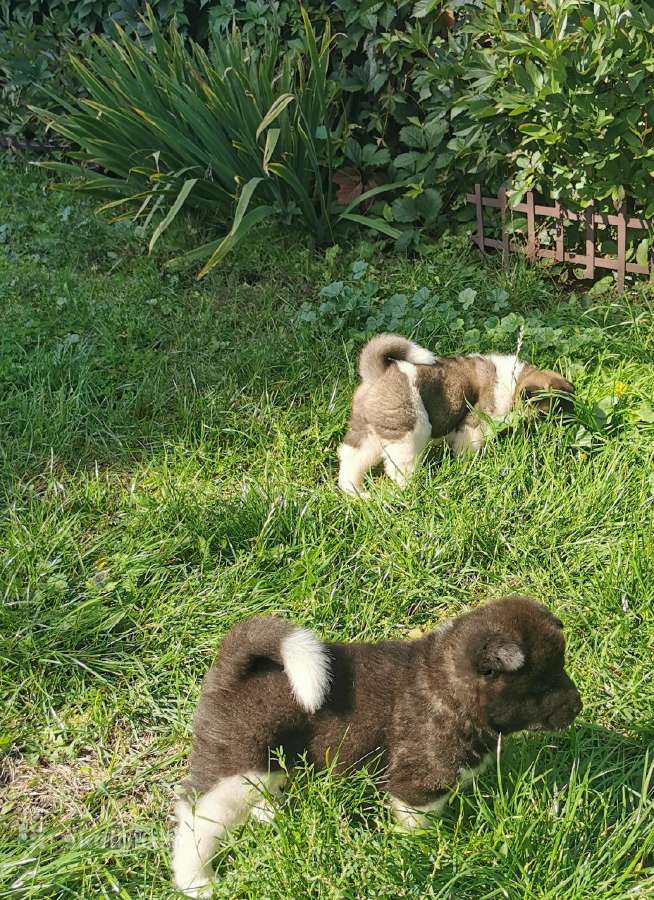 Amerikiečiu Akita šuniukai - nuotraukos Nr. 9