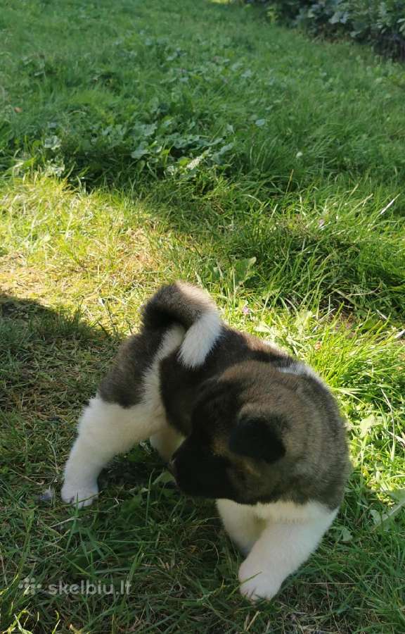 Amerikiečiu Akita šuniukai - nuotraukos Nr. 8