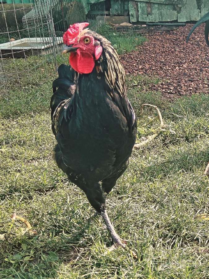 Veisliniai Gaideliai/gaidžiai – 5 Mėn. Pristatau - nuotraukos Nr. 6