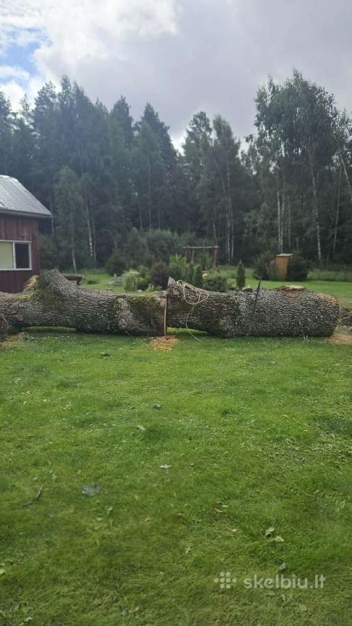 Parduodu ąžuolo rąstus - nuotraukos Nr. 2