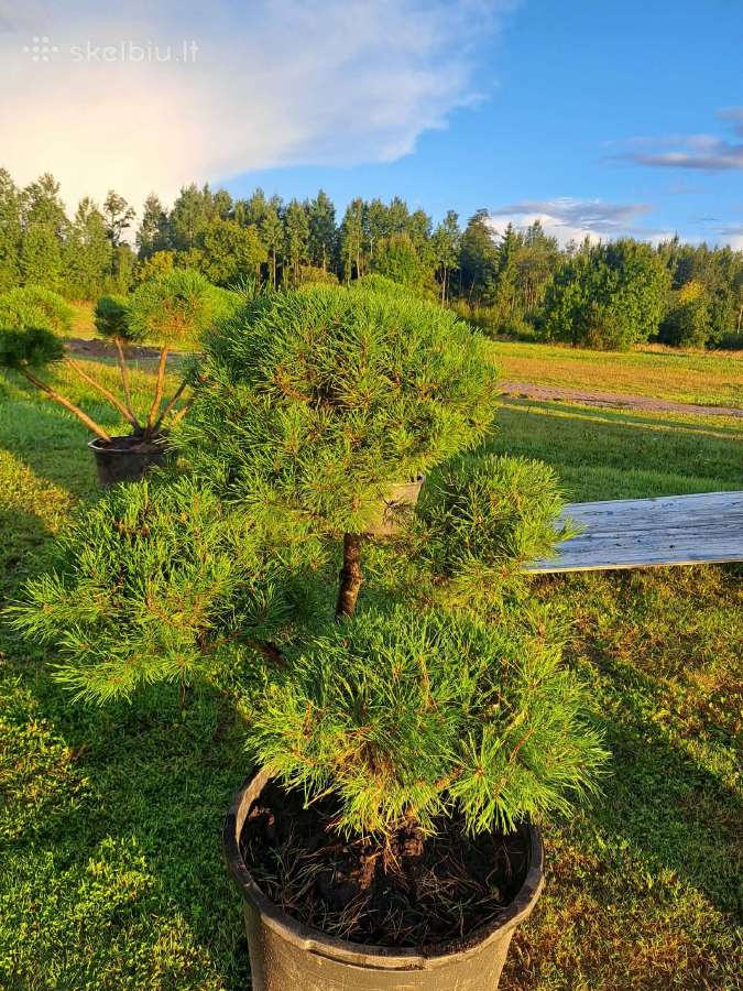 Pusys, karpytos Bonsai - nuotraukos Nr. 2