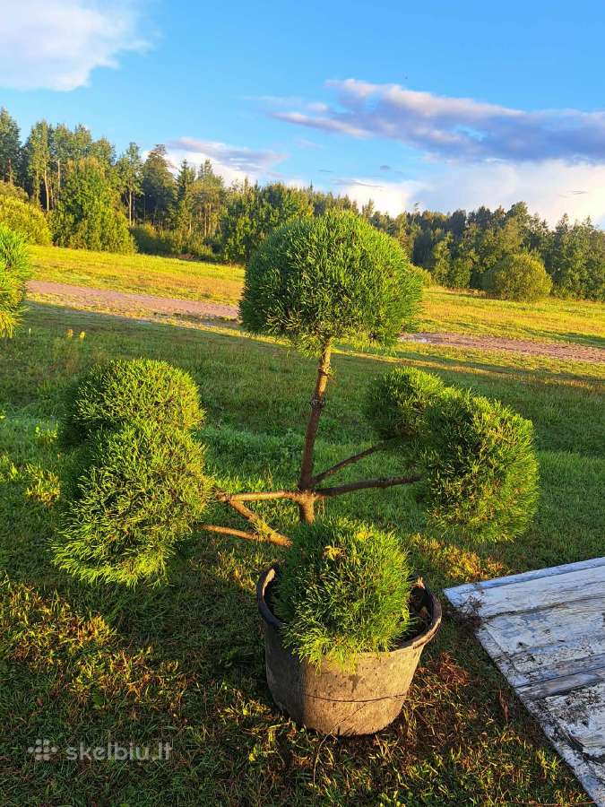 Pusys, karpytos Bonsai - nuotraukos Nr. 3