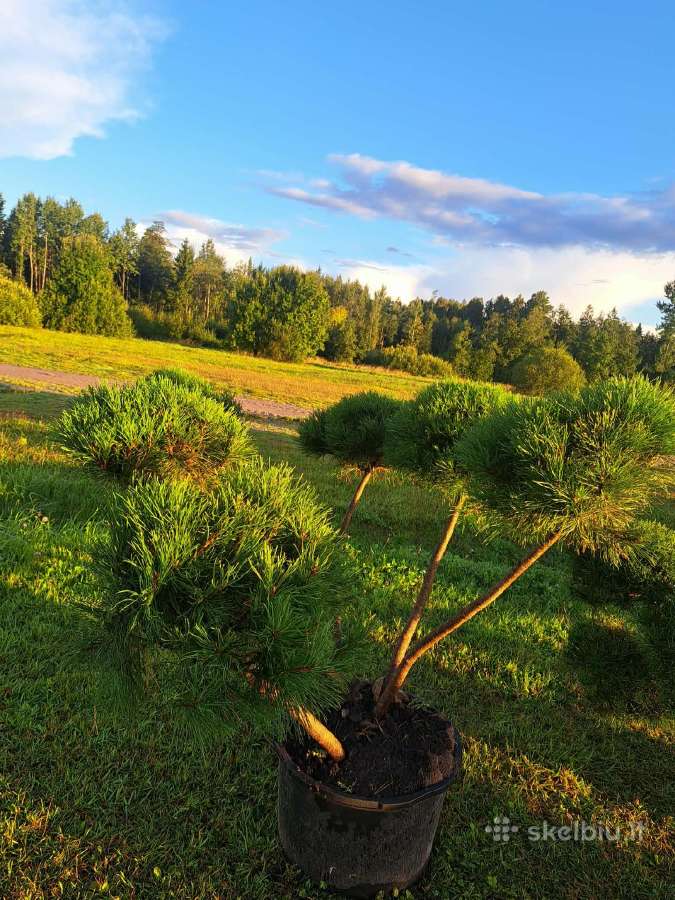 Pusys, karpytos Bonsai - nuotraukos Nr. 4