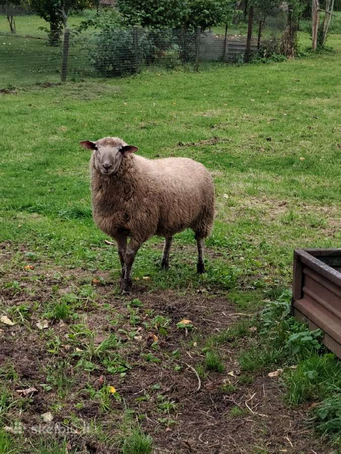 Avys Avinai mėsai, ėriena - nuotraukos Nr. 2