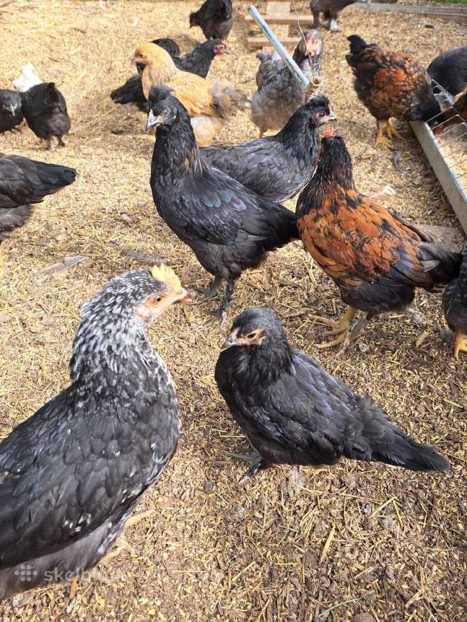 Parduodami paauginti įvairių spalvų viščiukai - nuotraukos Nr. 2