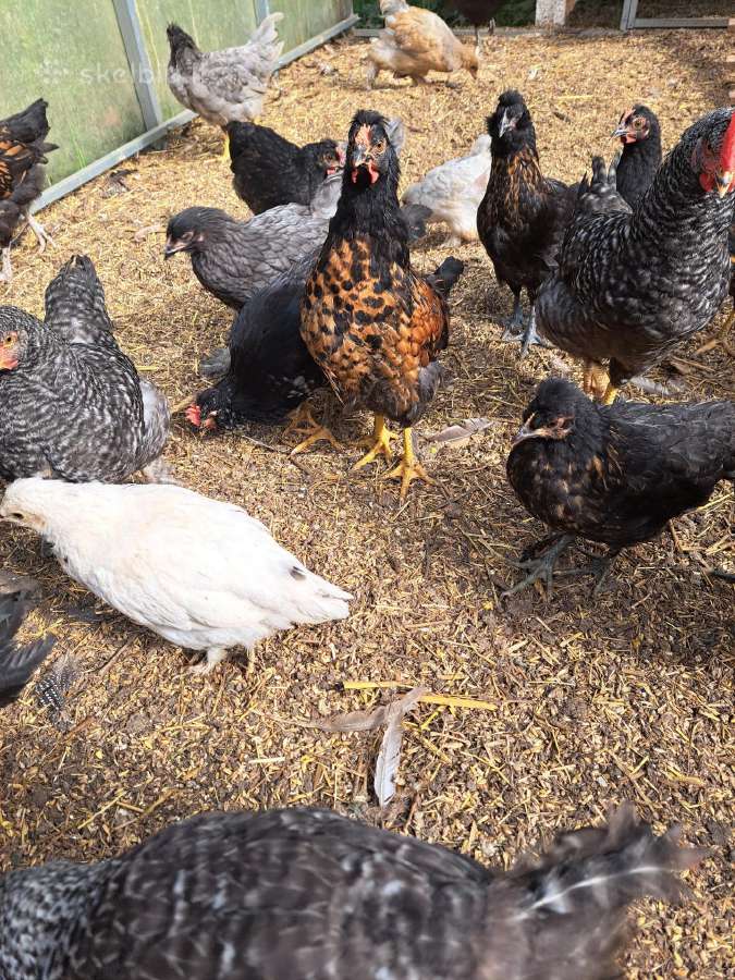 Parduodami paauginti įvairių spalvų viščiukai - nuotraukos Nr. 3