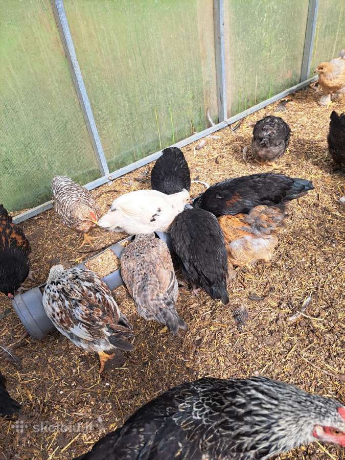 Parduodami paauginti įvairių spalvų viščiukai - nuotraukos Nr. 4
