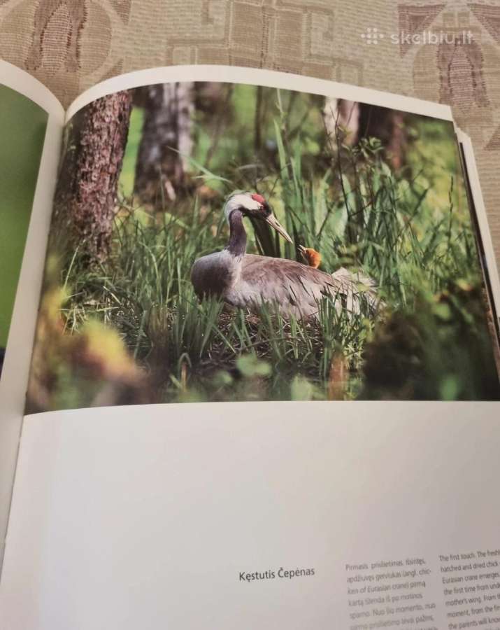 Lietuvos spaudos fotografija '11 - nuotraukos Nr. 8