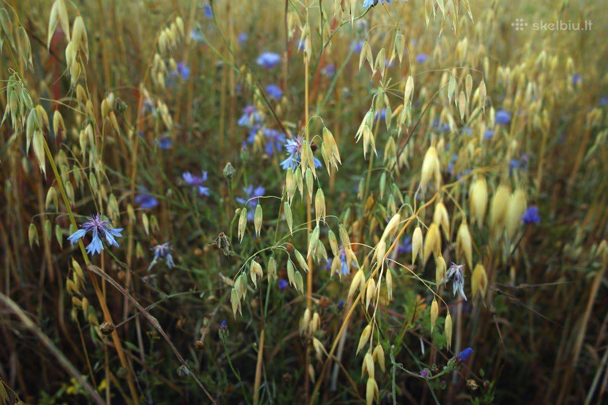 Parduodu Sigma Dp1 Quattro - nuotraukos Nr. 9
