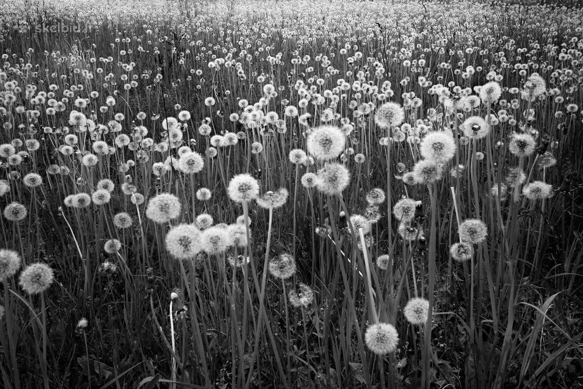 Parduodu Sigma Dp1 Quattro - nuotraukos Nr. 10