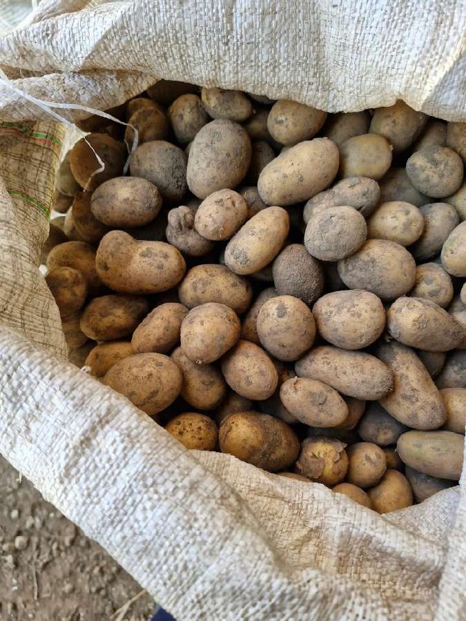 Grudai kviečiai ir pasarines bulves - nuotraukos Nr. 3