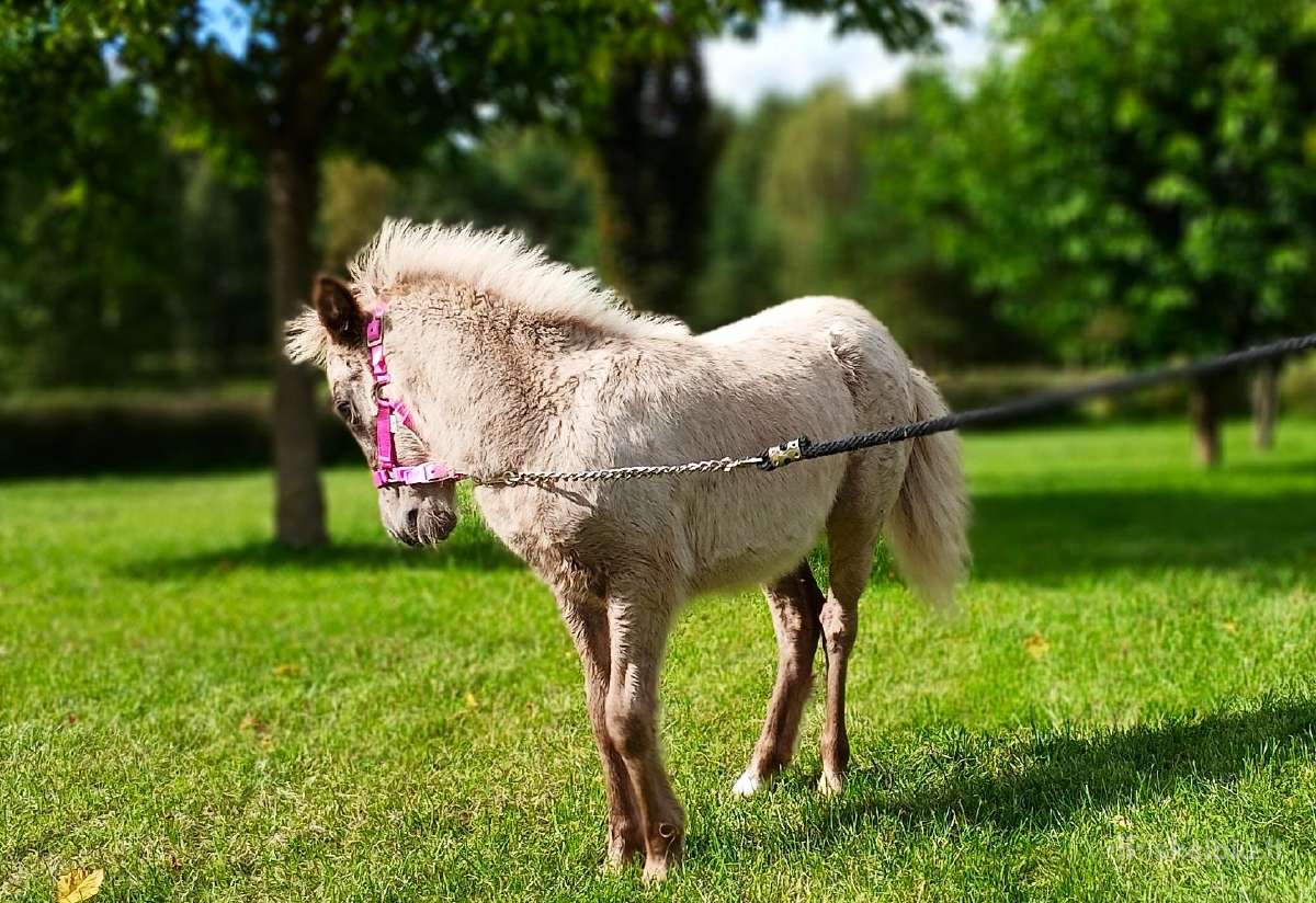 2026 m. sezono poni kumelaitė Konfeti Karma - nuotraukos Nr. 3