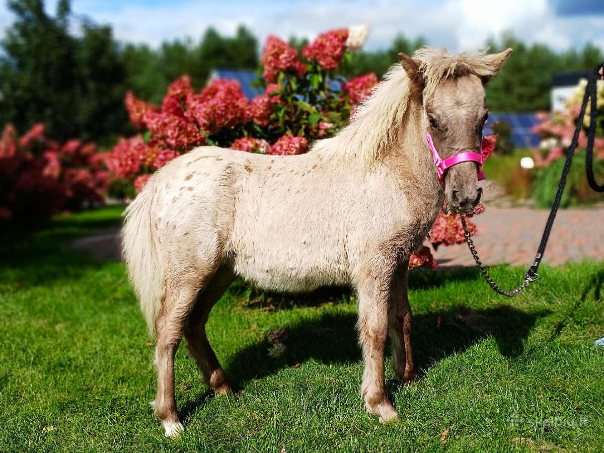 2026 m. sezono poni kumelaitė Konfeti Karma - nuotraukos Nr. 4