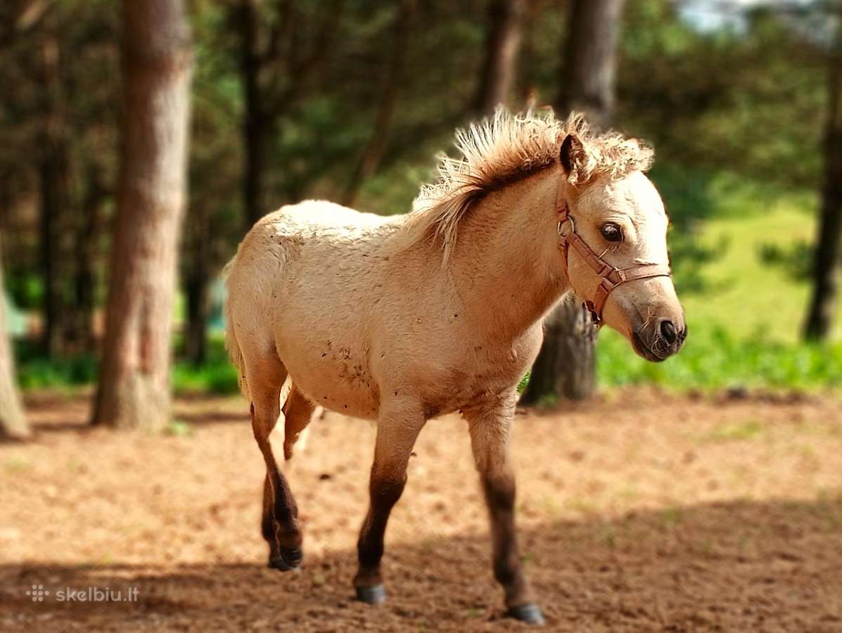 2026 m. sezono poni kumelaitė Konfeti Dolce Vita - nuotraukos Nr. 3