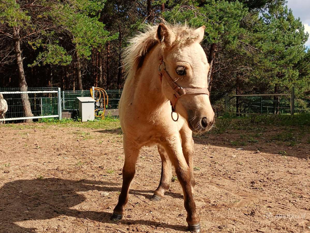 2026 m. sezono poni kumelaitė Konfeti Dolce Vita - nuotraukos Nr. 2