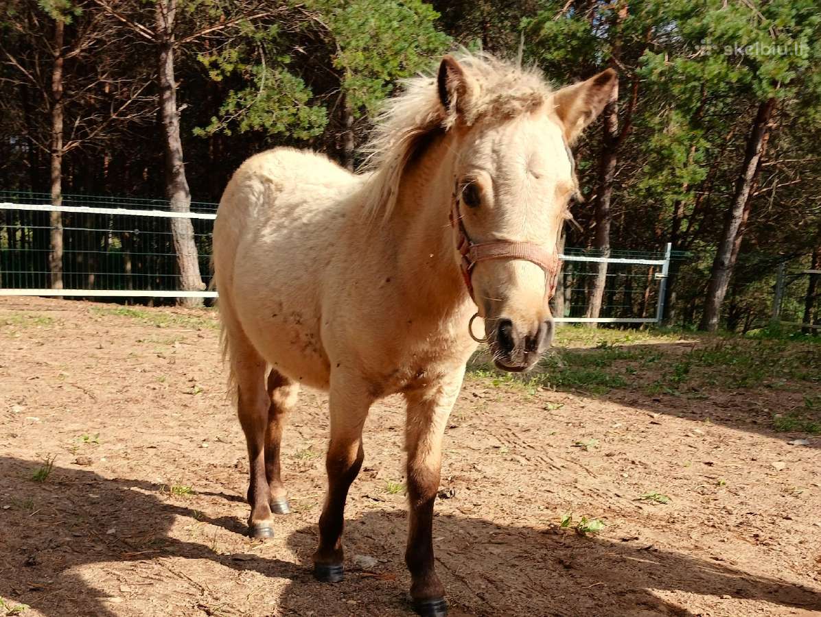 2026 m. sezono poni kumelaitė Konfeti Dolce Vita - nuotraukos Nr. 4