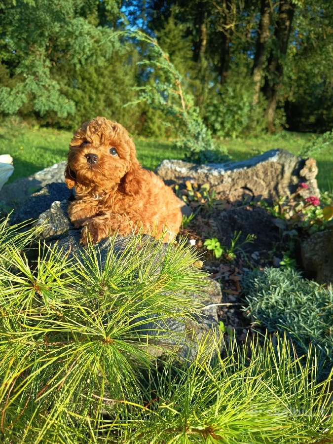Cavapoo - nuotraukos Nr. 5