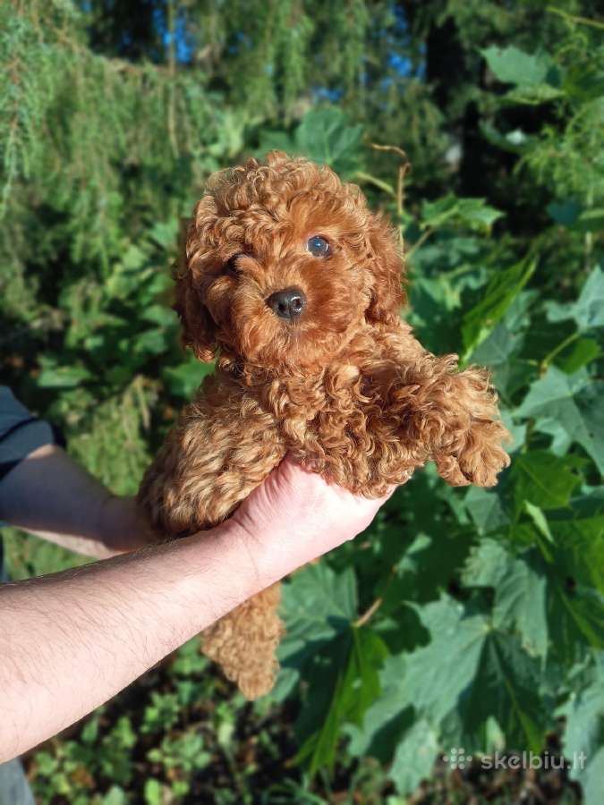 Cavapoo - nuotraukos Nr. 6