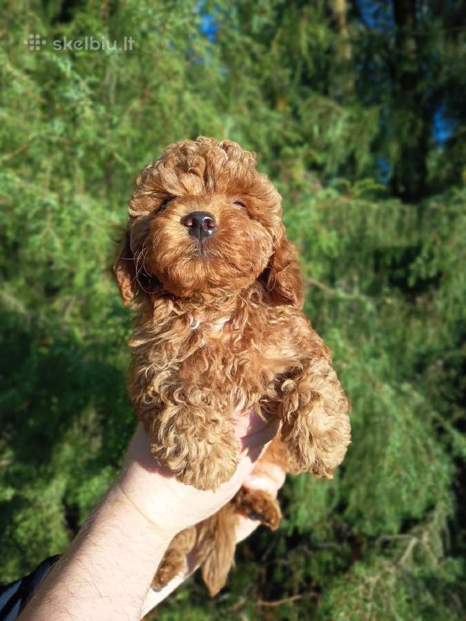Cavapoo - nuotraukos Nr. 7