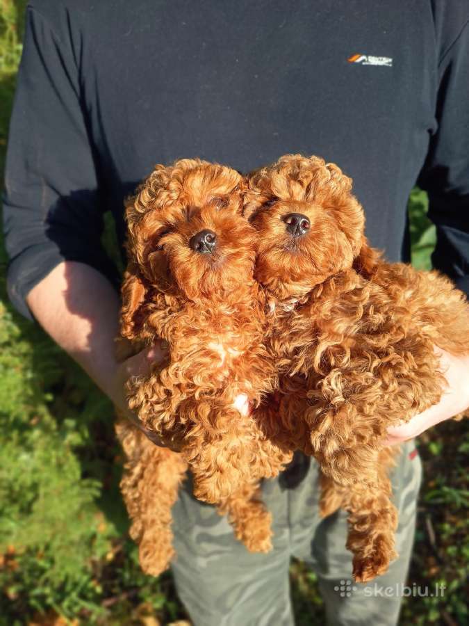 Cavapoo - nuotraukos Nr. 8