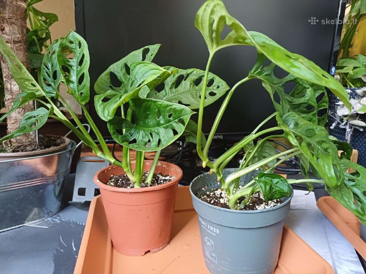 Monstera adansonii / Monkey Mask augalas - nuotraukos Nr. 4