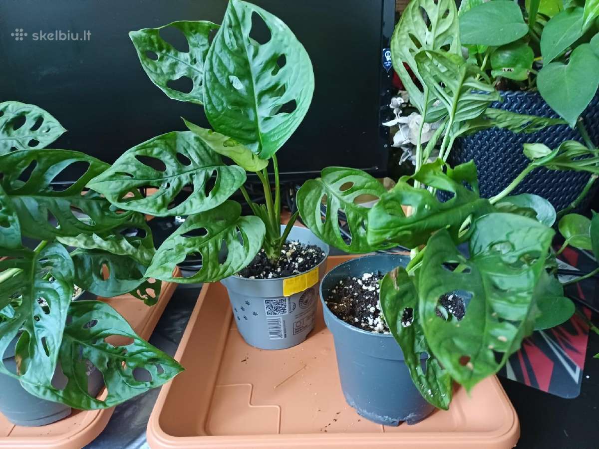 Monstera adansonii / Monkey Mask augalas - nuotraukos Nr. 3