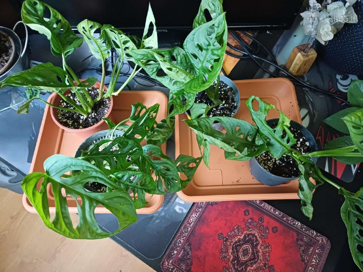 Monstera adansonii / Monkey Mask augalas - nuotraukos Nr. 2