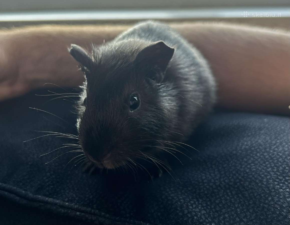 Jūrų kiaulytė su narvu - nuotraukos Nr. 2