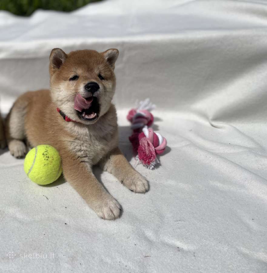 Shiba - nuotraukos Nr. 9