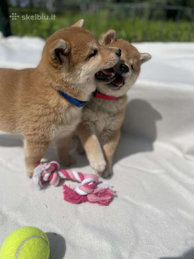 Shiba - nuotraukos Nr. 10