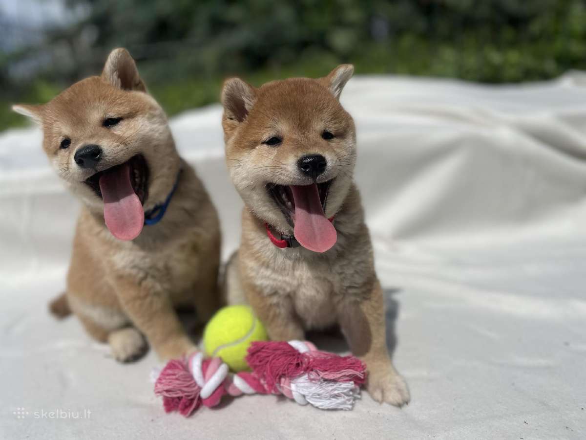 Shiba - nuotraukos Nr. 8
