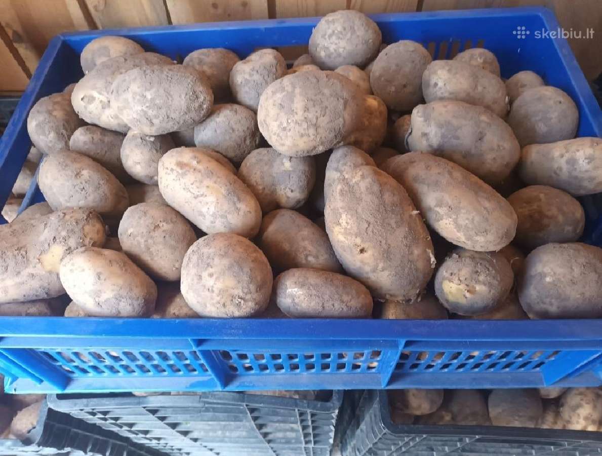 Kaimiškos bulvės ir kitos darzoves - nuotraukos Nr. 20