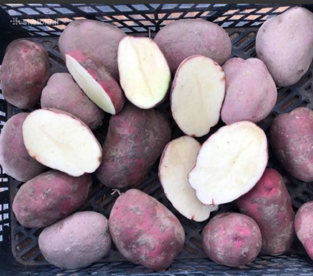 Kaimiškos bulvės ir kitos darzoves - nuotraukos Nr. 21