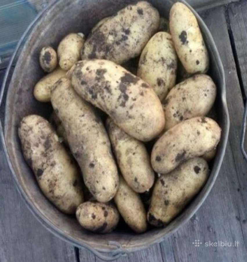Kaimiškos bulvės ir kitos darzoves - nuotraukos Nr. 22
