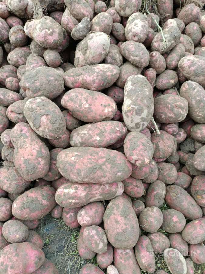Kaimiškos bulvės ir kitos darzoves - nuotraukos Nr. 25