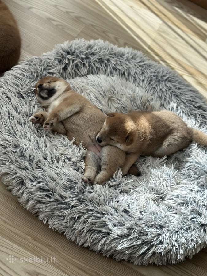 Šiba Inu vada Gintarinis šypsnis veislyne - nuotraukos Nr. 2