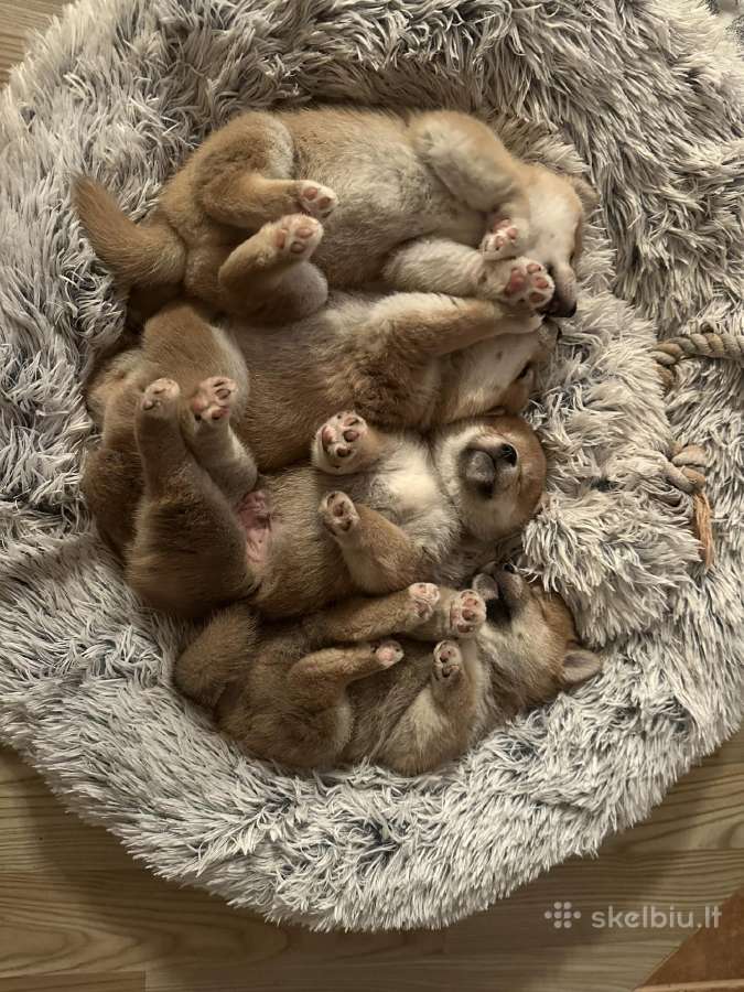 Šiba Inu vada Gintarinis šypsnis veislyne - nuotraukos Nr. 8